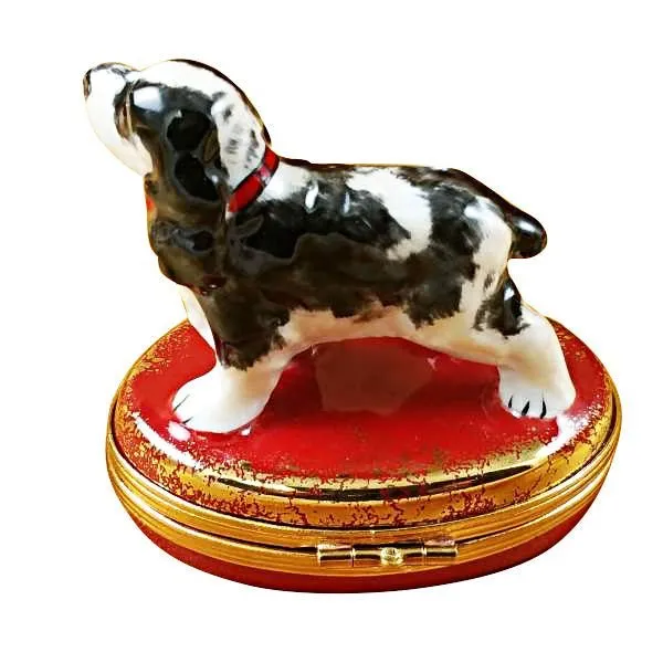 Black & White Cocker Spaniel