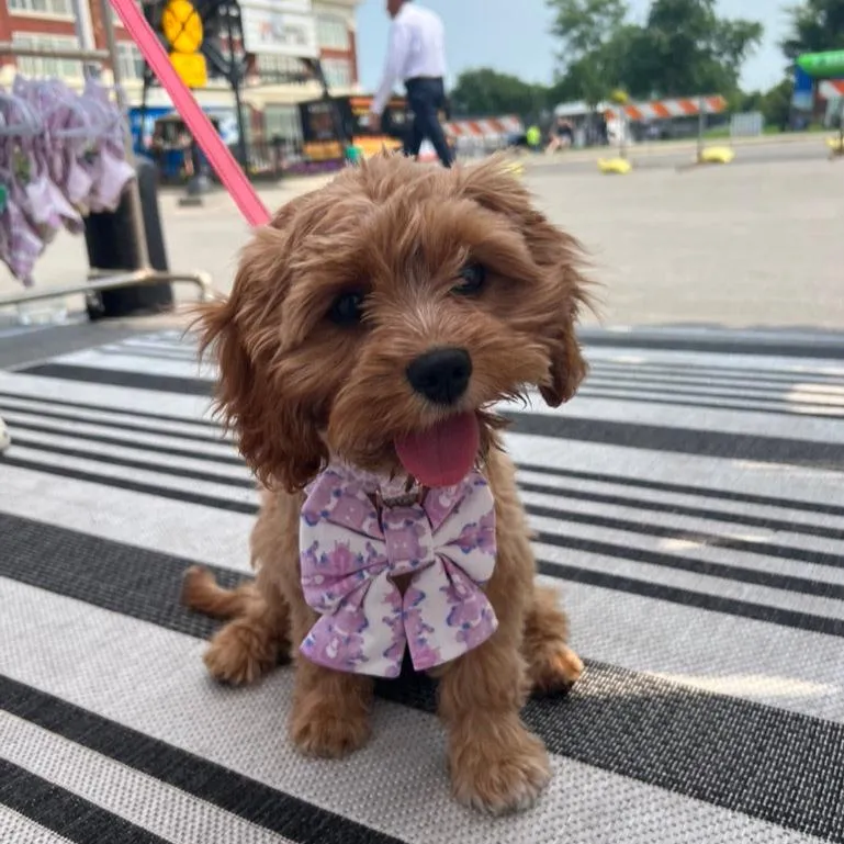 French Lavender Reversible Dog Harness   Sailor Bow