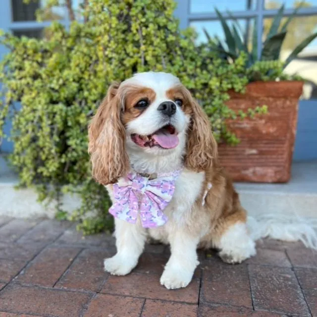 French Lavender Reversible Dog Harness   Sailor Bow