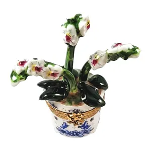 ORCHID